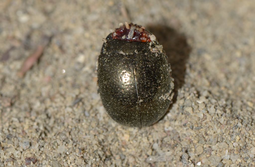 coleottero-grigio rosso:  Chrysolina bankii (Chrysomelidae)